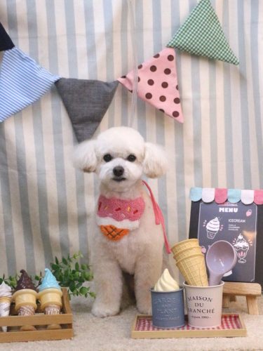 20250515ポコちゃん